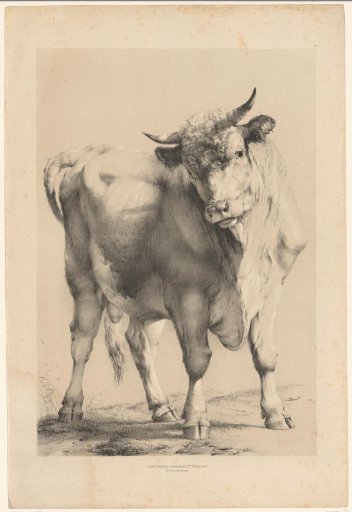 Bull