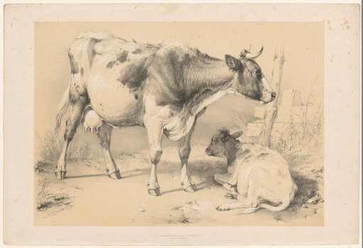 Cow with calf