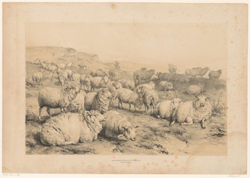 Flock of sheep