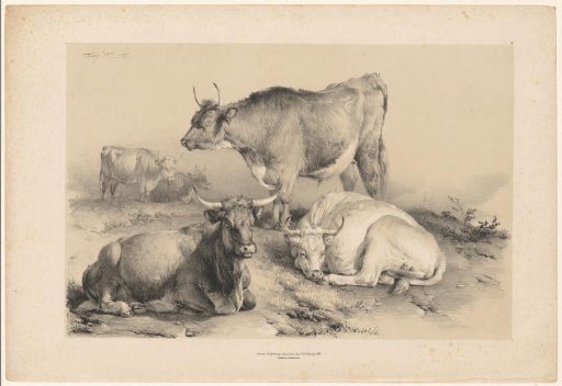 Cattle in a landscape