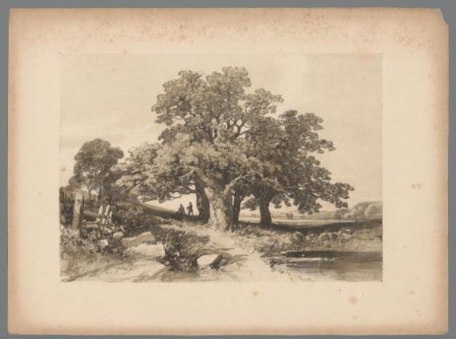 Trees by a water in Bradgate Park