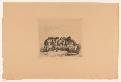 Donkeys at a trough