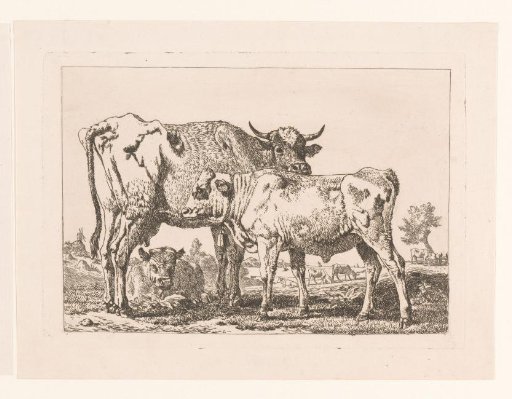 Cows and a calf with a bell around the neck