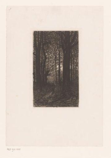 Figure in a forest with tall trees