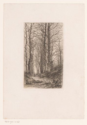 Walker on a hilly forest path with tall, bare trees