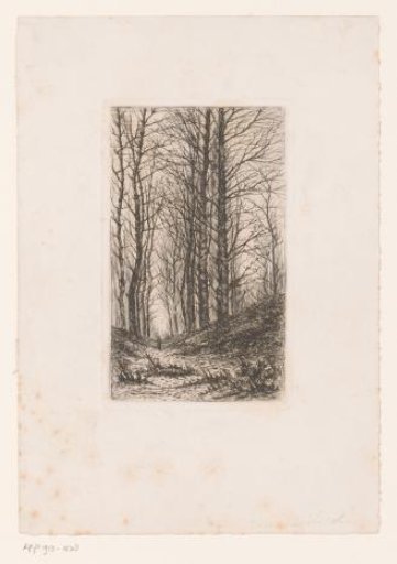 Walker on a hilly forest path with tall, bare trees