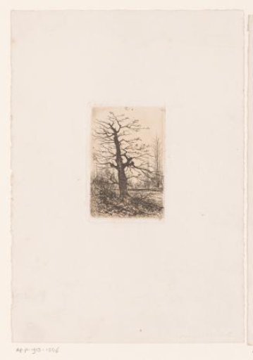 Bare tree