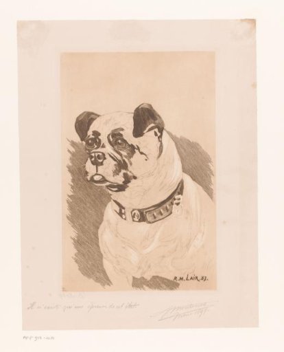 Dog with collar