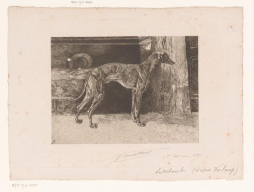 Greyhound in an interior