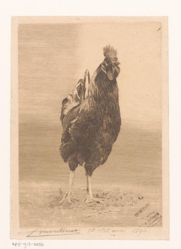 Rooster