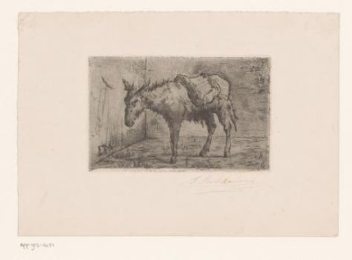 Donkey