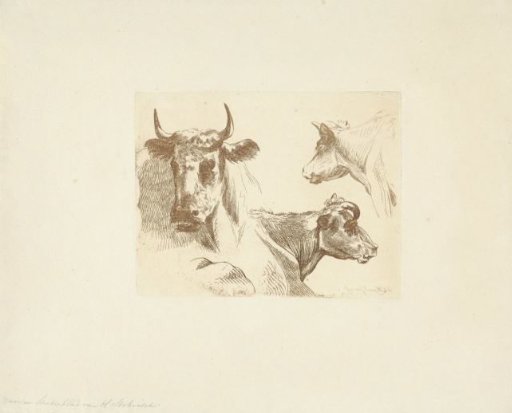 Three cow heads
