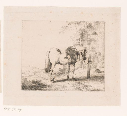 Horse tied to a post in the landscape