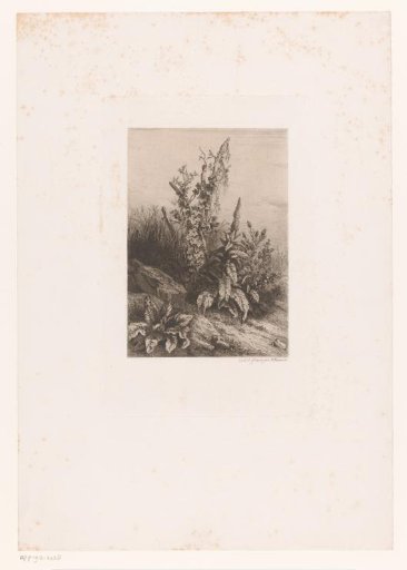 Climbing plants