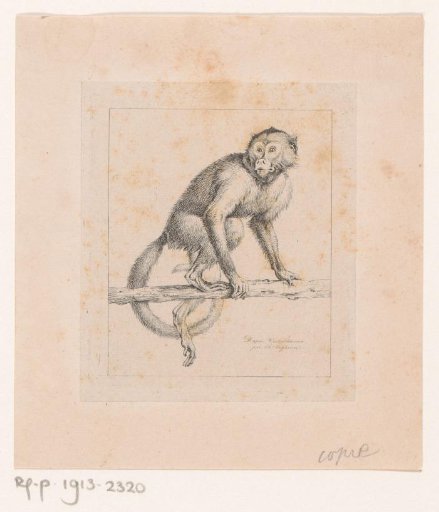 Monkey on a Branch