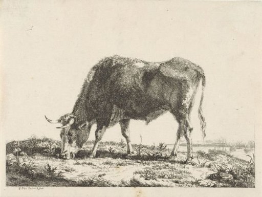 Grazing bull