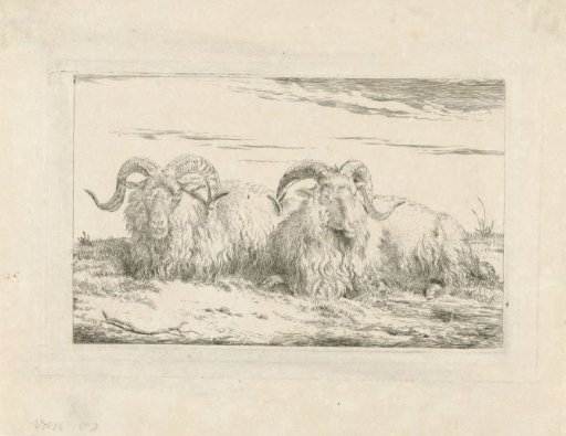 Two reclining rams