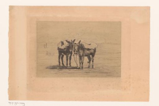 Two Donkeys on the Beach