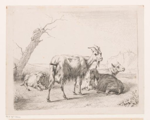 Goats and sheep