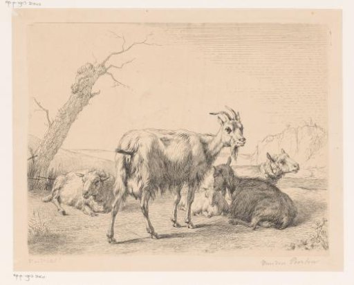 Goats and sheep