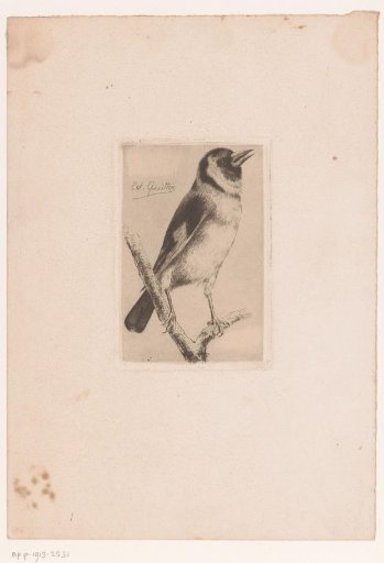 Bird on a branch