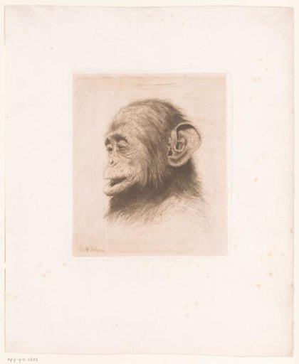 Head of a young chimpanzee
