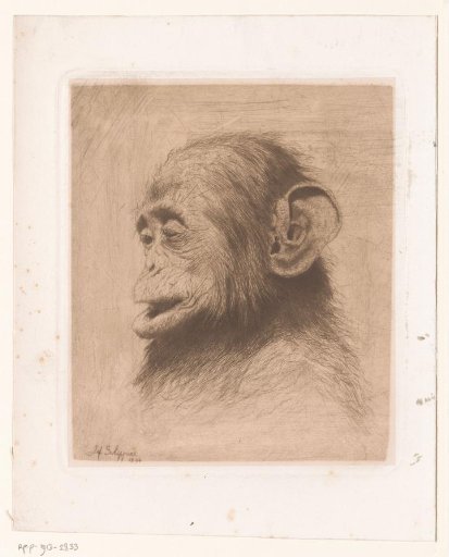 Head of a young chimpanzee