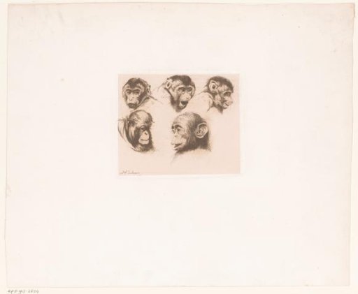 Study sheet with monkey heads