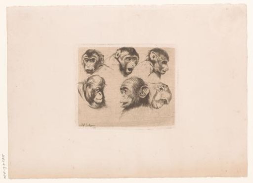 Study sheet with monkey heads