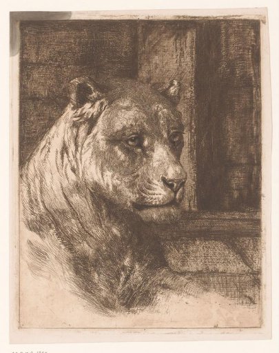 Head of a reclining lioness