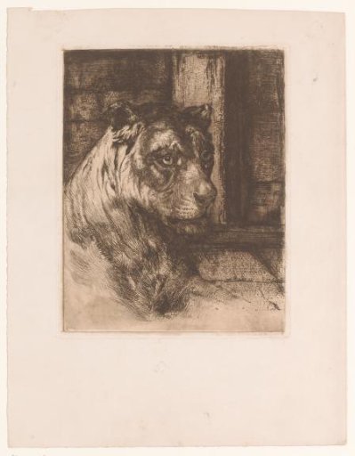 Head of a reclining lioness
