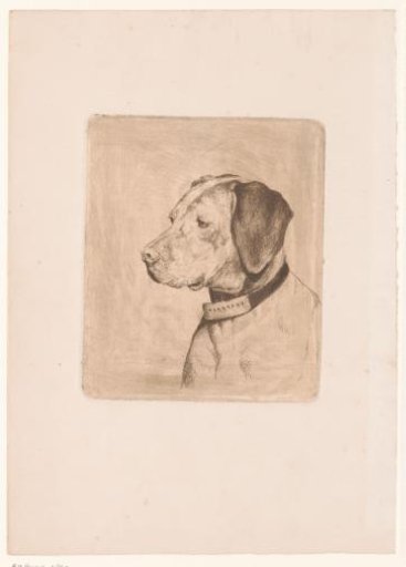 Head of a dog with collar