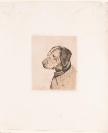 Head of a dog with collar