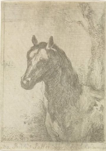 Horse's Head
