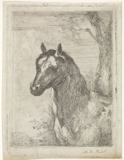 Horse's Head
