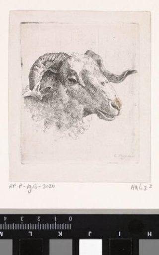Head of a Ram