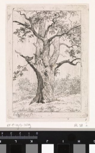 Oak