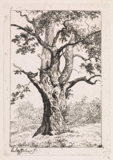 Oak