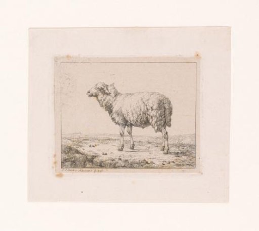 Sheep
