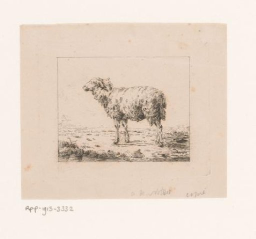 Sheep