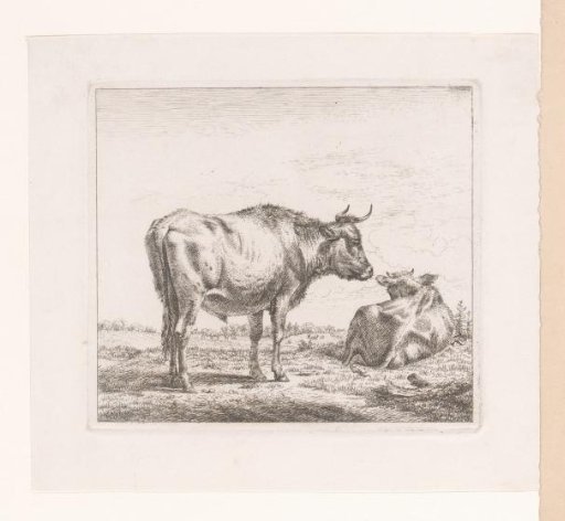Bull and cow lying down