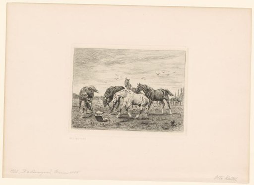 Horses in a field