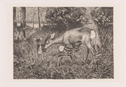 Stag with two fawns