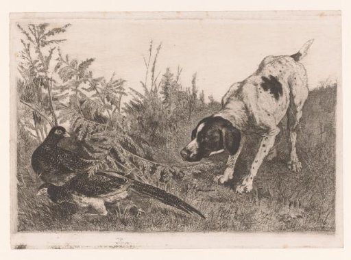 Pheasant hunting