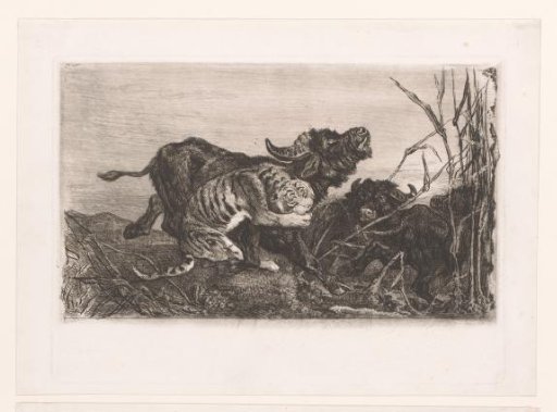 Buffaloes Attacked by a Tiger