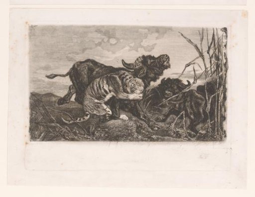 Buffaloes Attacked by a Tiger