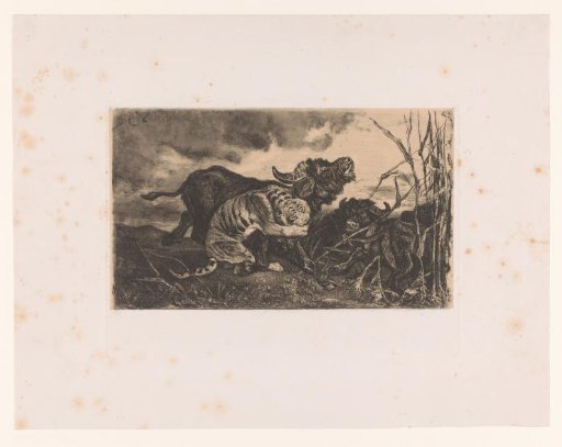 Buffaloes Attacked by a Tiger