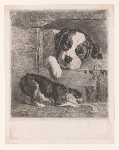 Two Dogs