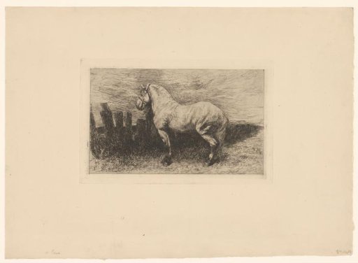 Horse with a Halter by a Fence