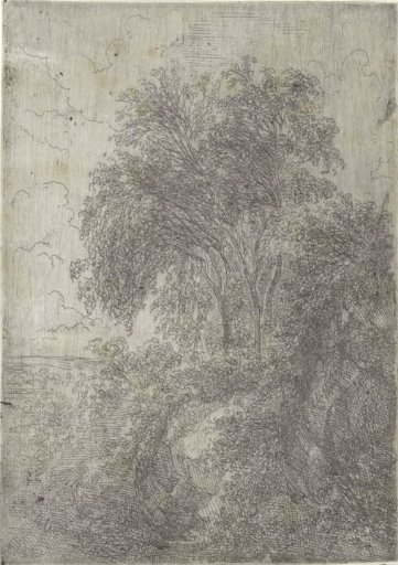 Birches